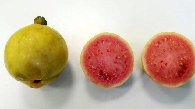 Türkiye'nin Ilk Tropik Meyve Projesinden Güzel Haber