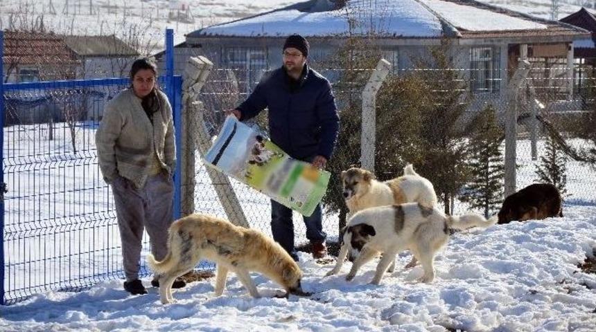 Hayvanlara Karşı &rsquo;merhametli Olun&rsquo; &Ccedil;ağrısı