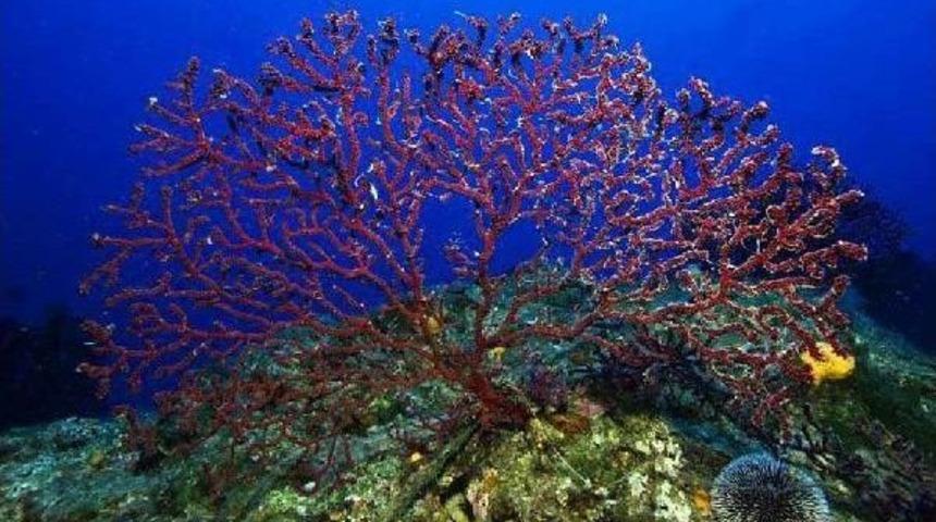 Ayvalık'ta Hedef Kırmızı Mercanları Korumak