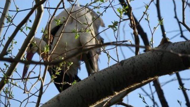 Ağaçta Poşete Dolanan Leyleği, Keşkin Nişancı Köylü Kurtardı