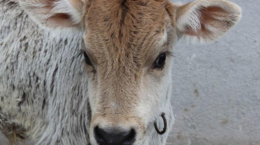 Sivas Ziraat Odası Başkanı Hacı &Ccedil;etindağ: