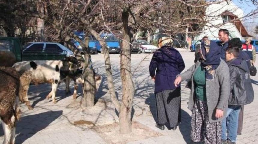 Hayvan Hırsızlığından 6 Kişi G&ouml;zaltına Alındı