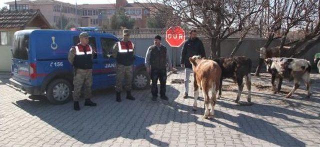 Hayvan Hırsızlığından 6 Kişi Gözaltına Alındı