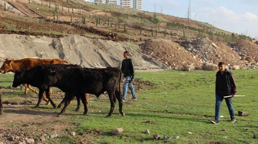 Sur&rsquo;un Fedakar &Ccedil;ocukları