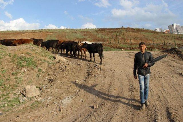 Sur’un Fedakar Çocukları