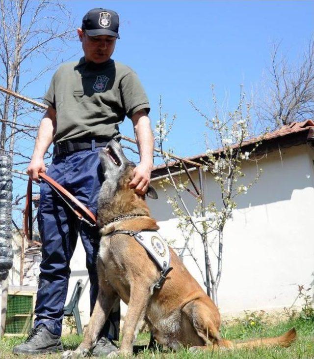 'alfa' Uyuşturucu Tacirlerinin Kabusu