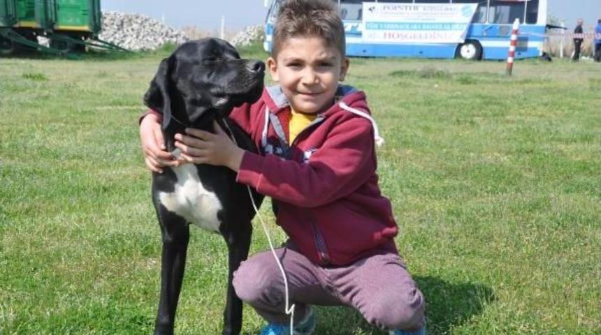 Aydın'da 'k&ouml;pek G&uuml;zellik Yarışması'