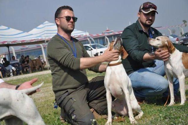 Aydın'da 'köpek Güzellik Yarışması'