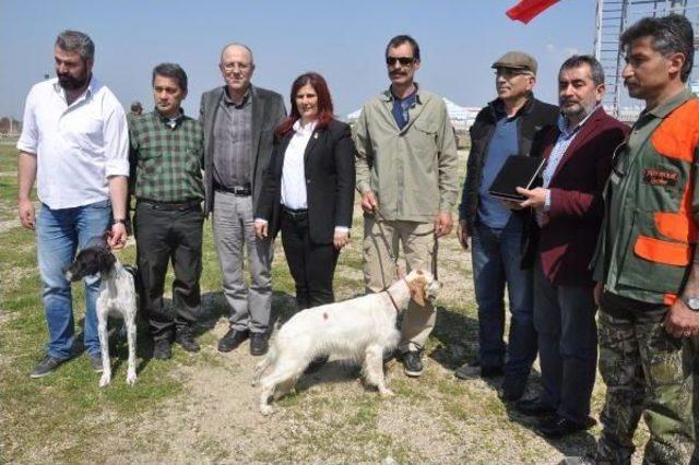 Aydın'da 'köpek Güzellik Yarışması'