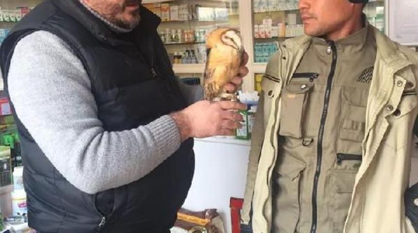 Avcıların Vurduğu Pe&ccedil;eli Baykuş Tedavi Edildi