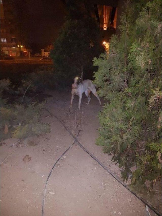 Cinayet Failini Köpeği Ele Verdi