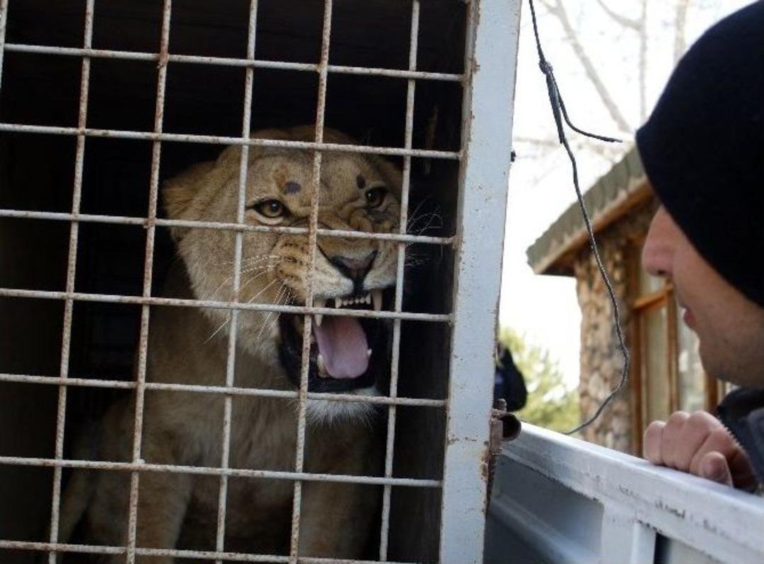 Eto&rsquo;o, Aslan Oldu