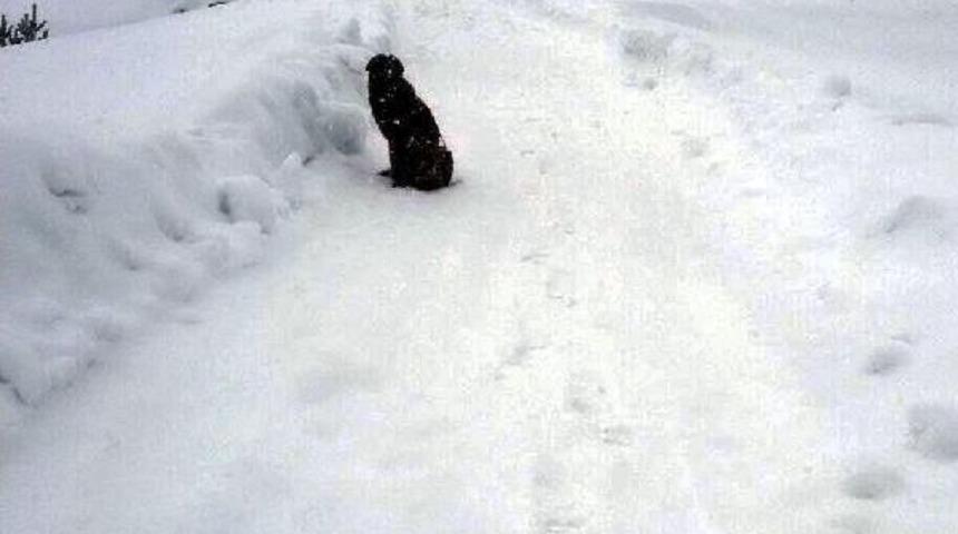 Bolu'da Soğuk Ve A&ccedil;lıktan Bitkin D&uuml;şen 4 K&ouml;pek Barınağa Alındı