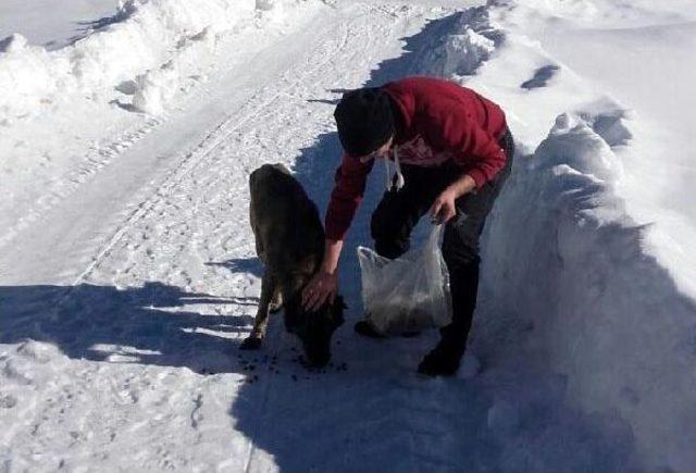 Bolu'da Soğuk Ve Açlıktan Bitkin Düşen 4 Köpek Barınağa Alındı