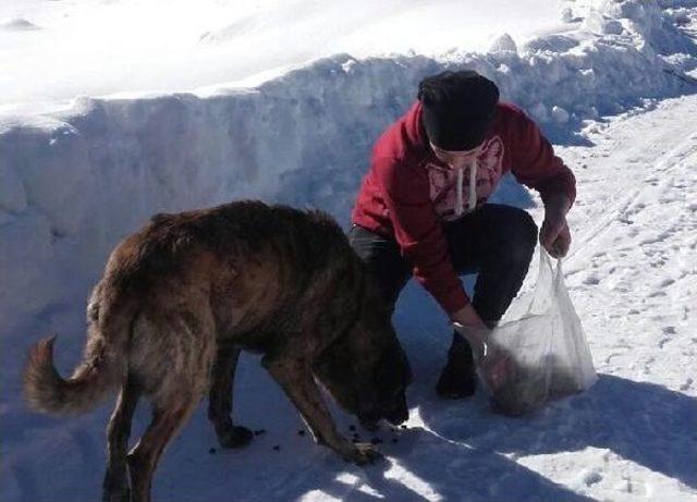 Bolu'da Soğuk Ve Açlıktan Bitkin Düşen 4 Köpek Barınağa Alındı