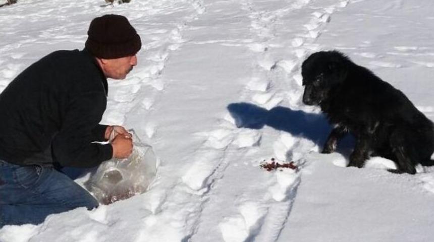 Bolu&rsquo;da K&ouml;pekler Donmak &Uuml;zereyken Kurtarıldı