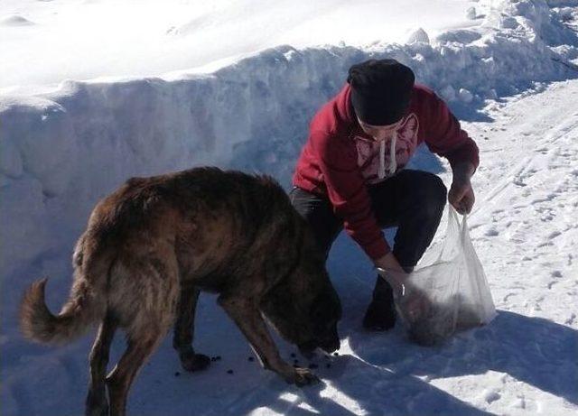 Bolu’da Köpekler Donmak Üzereyken Kurtarıldı