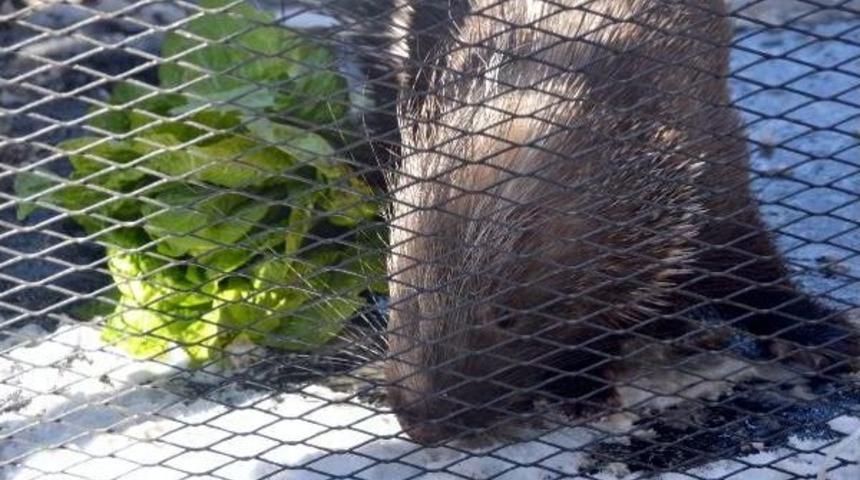 Siirt'te Satılmak Istenen Oklu Kirpiyi Zabıta Kurtardı