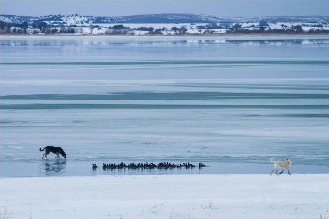 Buz Tutan G&ouml;lde A&ccedil; Kalan K&ouml;pekler Su Kuşu Avında