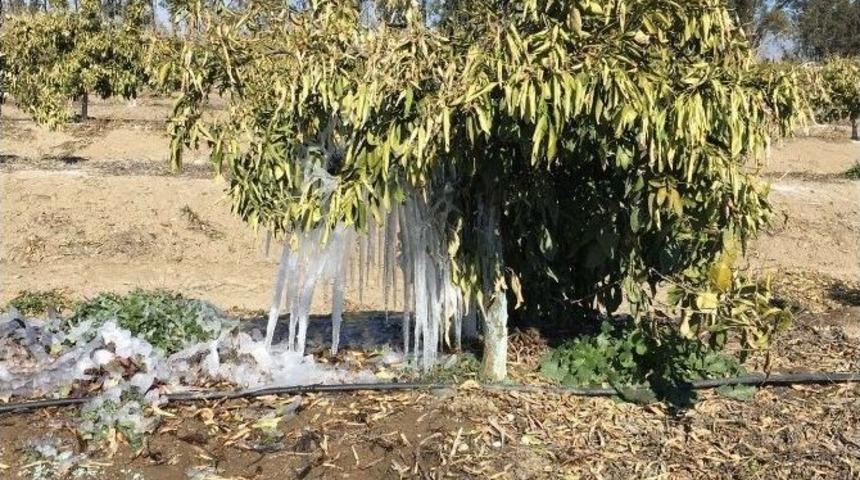 &Ccedil;ukurova&rsquo;da Narenciye Ve Sebzeleri Don Vurdu