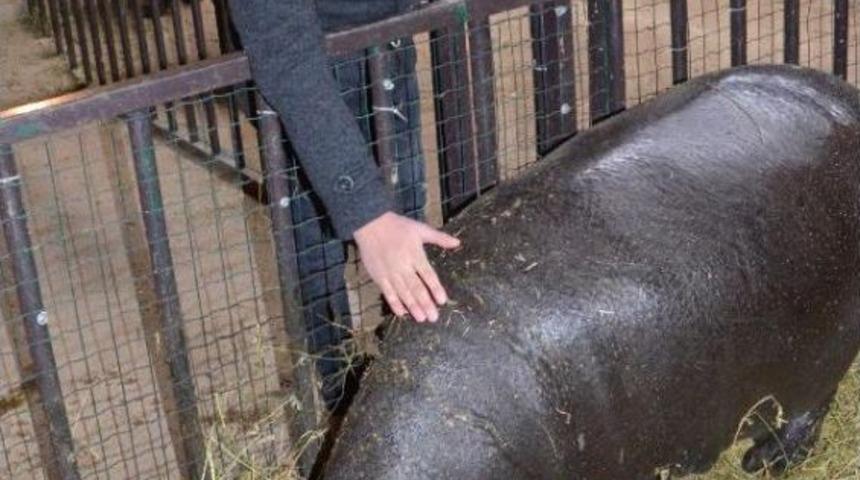 C&uuml;ce Su Aygırı Anne Olacak