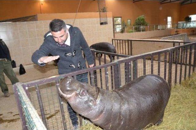 Cüce Su Aygırı Anne Olacak