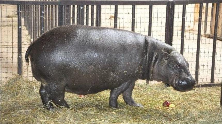 Darıca&rsquo;da Doğacak Olan C&uuml;ce Su Aygırı Ultrasonda G&ouml;r&uuml;nt&uuml;lendi