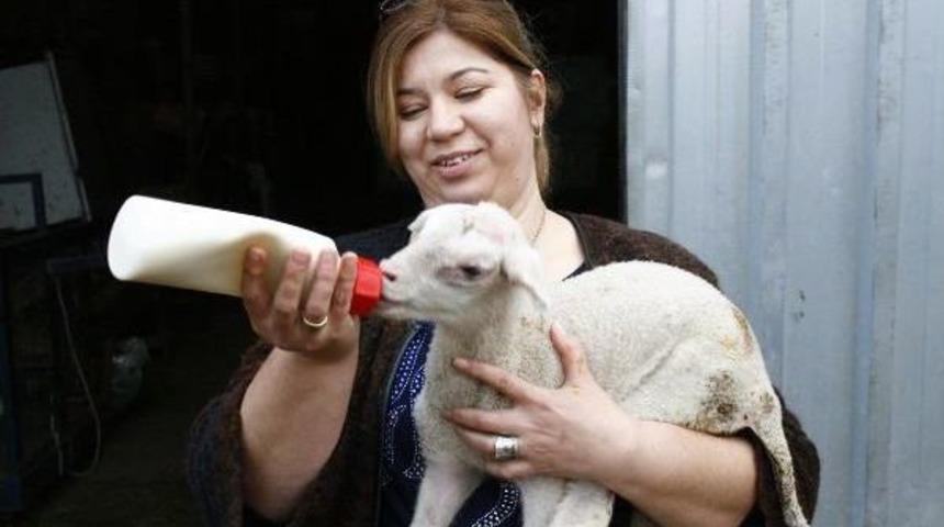 Koyun Yetiştiriciliğinde İspanya Modeli