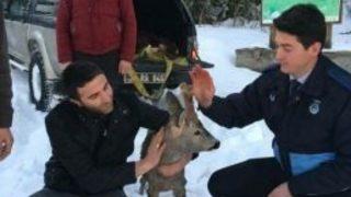 Çaya Düşen Yaralı Karaca, Doğaya Geri Bırakıldı