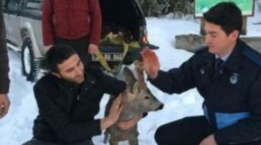 Çaya Düşen Yaralı Karaca, Doğaya Geri Bırakıldı