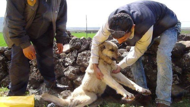 Öğrenci Servisi Köpeğe Çarptı