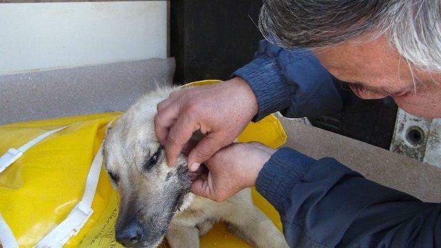 Öğrenci Servisi Köpeğe Çarptı