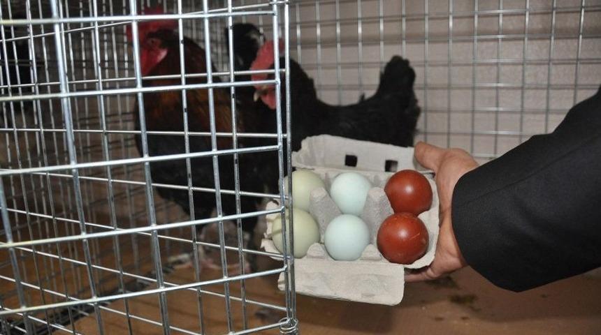 Rengarenk Yumurtalara İlgi B&uuml;y&uuml;k