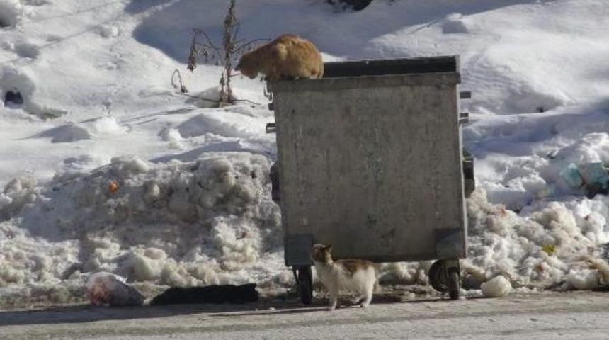 Soğuktan Telef Olan Kedinin Leşi Başından Diğer Kediler Ayrılmadı