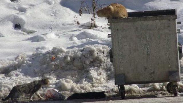 Soğuktan Telef Olan Kedinin Leşi Başından Diğer Kediler Ayrılmadı