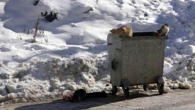 Soğuktan Telef Olan Kedinin Leşi Başından Diğer Kediler Ayrılmadı