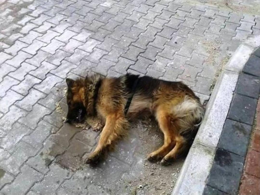 &Ccedil;anakkale&rsquo;de Hayvan Katliamı