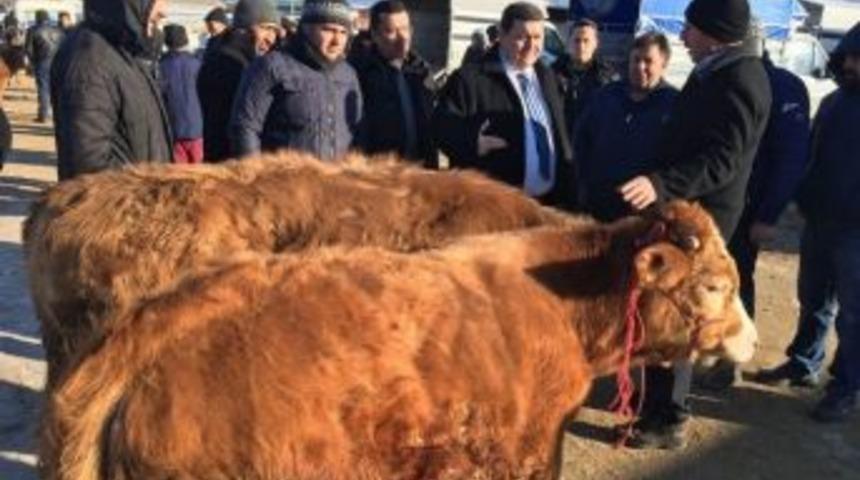Vali Arslantaş, Canlı Hayvan Pazarında İncelemelerde Bulundu