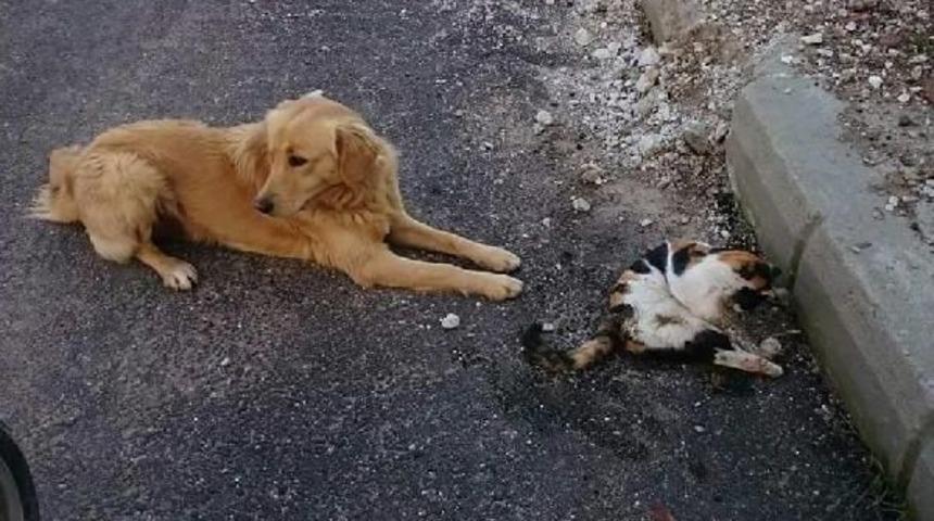 Kedi Ve K&ouml;pekleri Tarım Ila&ccedil;lı Etle Zehirlediler