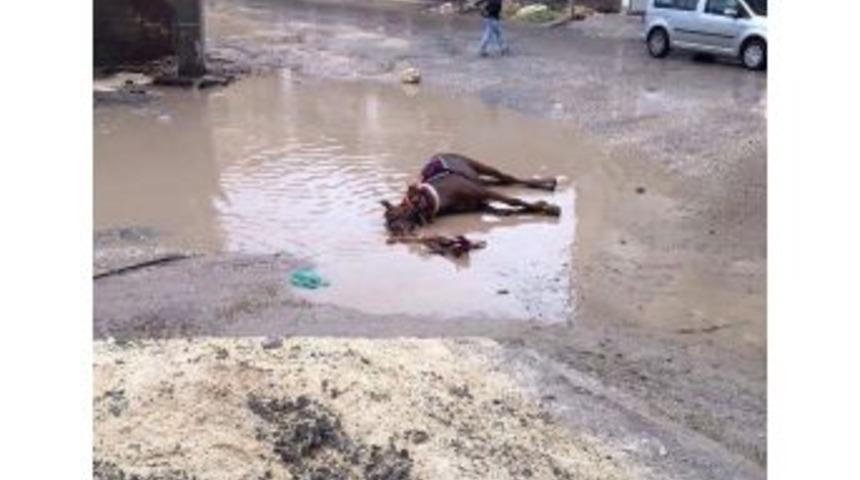 Elektrik Akımına Kapılan At Telef Oldu