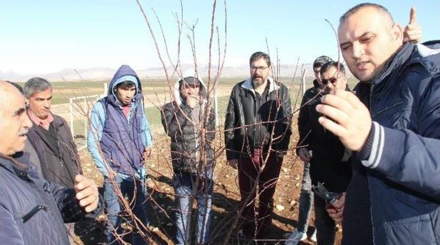 Adıyaman&rsquo;da Meyve Ağa&ccedil;larında Budama Kursu Veriliyor