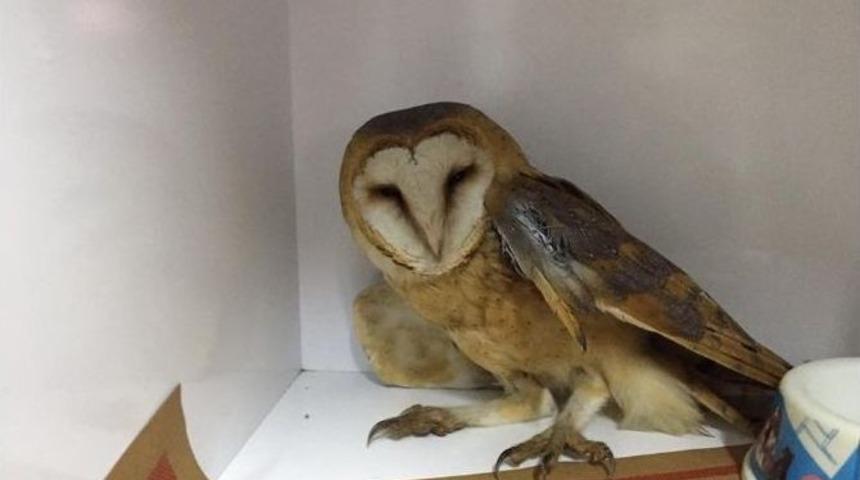 Avcıların Yaraladığı Pe&ccedil;eli Baykuş Tedavi Edildi