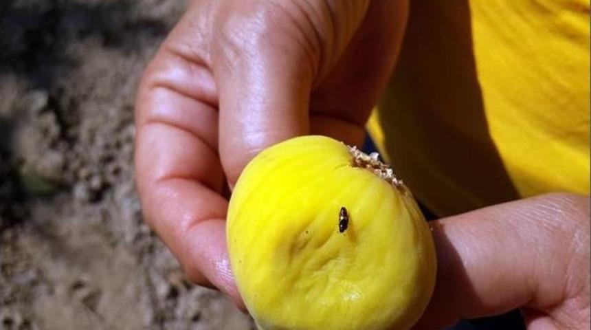 İncirde Ekşilik B&ouml;ceği M&uuml;cadelesi Başladı