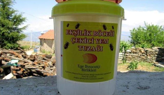 İncirde Ekşilik Böceği Mücadelesi Başladı 1