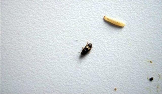 İncirde Ekşilik Böceği Mücadelesi Başladı 3