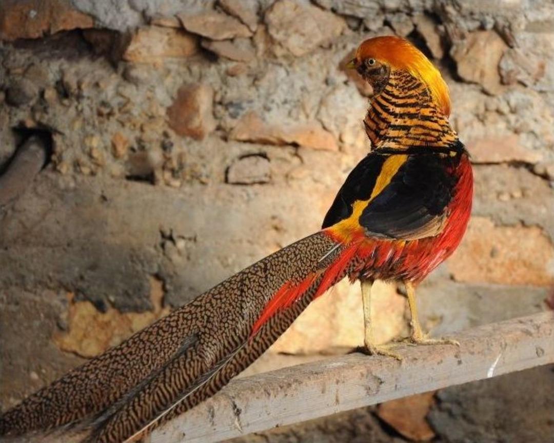 İnşaat İş&ccedil;isinin İlgin&ccedil; Kuş Merakı