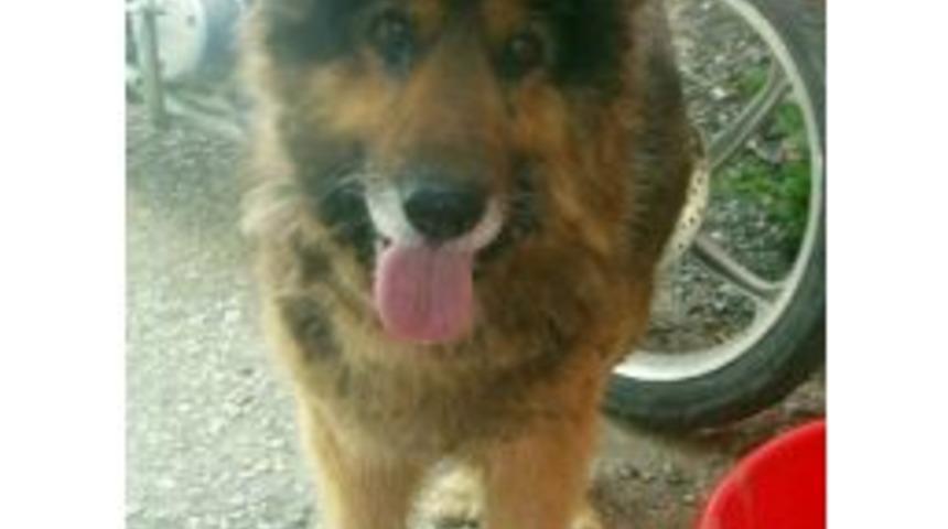 K&ouml;peğini Bulanı 1 Yıl &Uuml;cretsiz Tıraş Edecek