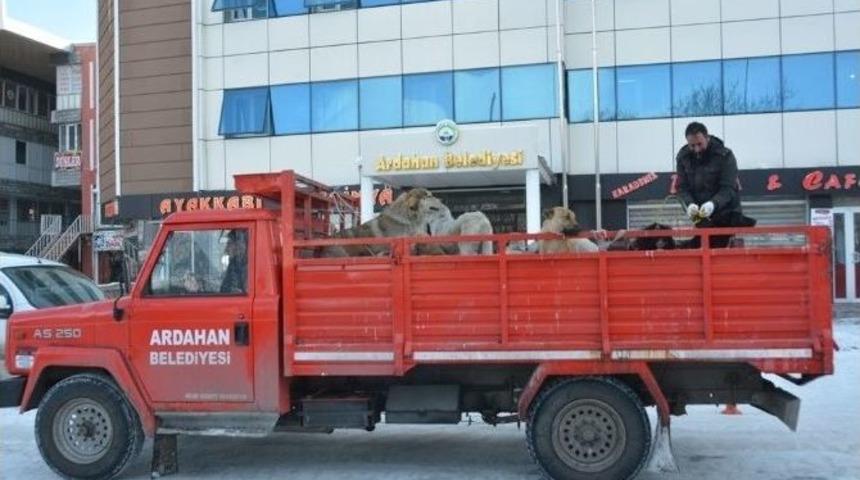 Ardahan&rsquo;da Sokak K&ouml;pekleri Toplanıyor