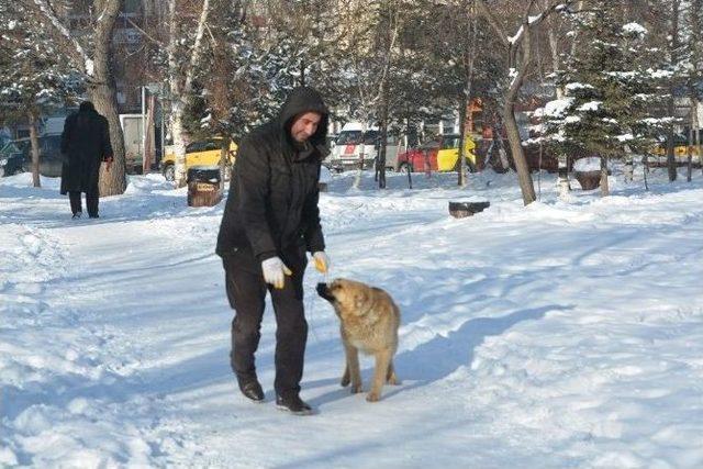 Ardahan’da Sokak Köpekleri Toplanıyor