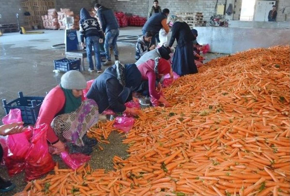 Havu&ccedil;ta Buruk Hasat